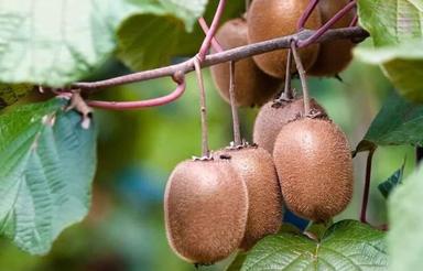 فروش باغ کیوی 2500 متری روستای زوار