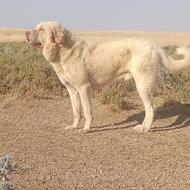 توله عراقی 16 ماهه