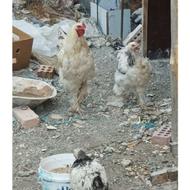 مرغ وخروس برهما