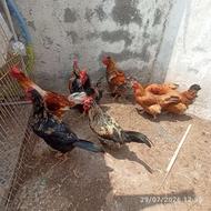 خروس هلندی پر برعکس