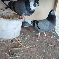 کبوتر تاژ دار