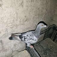 دوعددکبوترماده سنگی ولایی