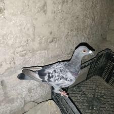 دوعددکبوترماده سنگی ولایی
