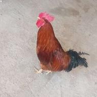 خروس قشنگ زیباه