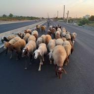 بره 25کیلویی