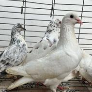 فروش یا معاوضه 4عددکبوتر(2جفت)
