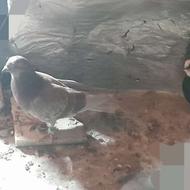 کبوتر پرشی عالی غریب گیری