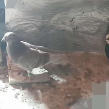 کبوتر پرشی عالی غریب گیری