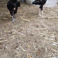 خروس لاری و مرغ