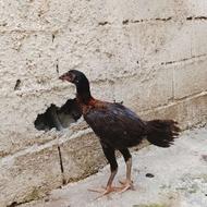 جوجه لاری دوماه ونیم