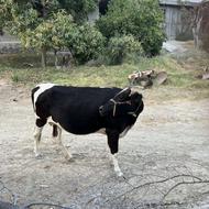 گاو ماده لبنانی استرالیا