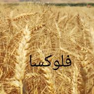 گندم فلوکسا مادری