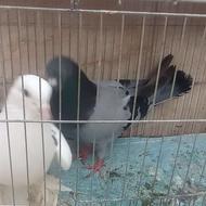 کبوترپرشی نر وماده