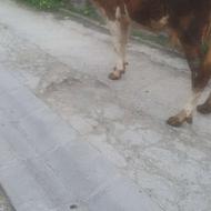 گاو باگوساله نر