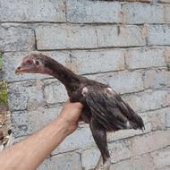 جوجه های اصیل لاری