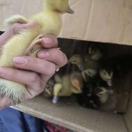 جوجه اسراییلی