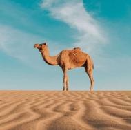 مجوعه پرورش شتر ماکان