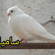 کبوتر پرشی شمرون