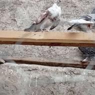 کبوتر پرشی کفتر درجه یک