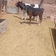 گوساله......