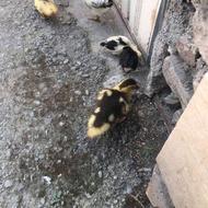 فروش اردک و جوجه مرغ