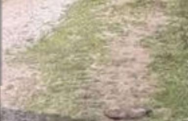 350 متر زمین با درخت بادام و گردو روستای سرسبز بیداخوید