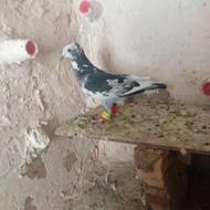 سار تیکه دار ماده دم کلاغ