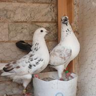 کبوتر پرشی آس