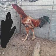 مرغ لاری سالم سرحال