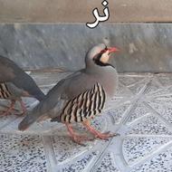 کبک وحشی کوهی