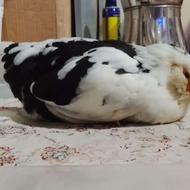 پرنده مرغ گلین