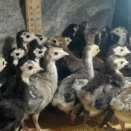 جوجه بوقلمون برنز محلی 6 و 29 روزه واکسن خورده