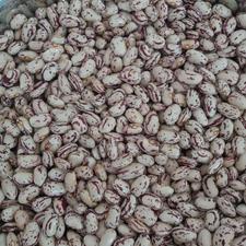 لوبیا چیتی محلی