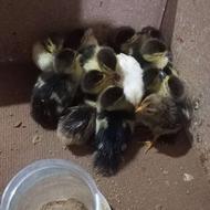 فروش جوجه اردک هلندی یه هفته ای ادرس خواجکلا ...