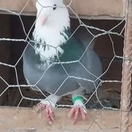 کبوتر شازده