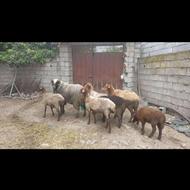 خریدار گوسفند و بره و ...