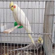 جفت عروس هلندی مولد