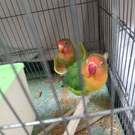 طوطی برزیلی نروماده