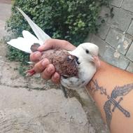 فروش کبوتر ماده پرشی