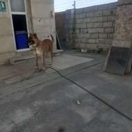سگ سراب آس و قلدور