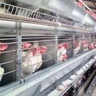 مرغداری تخم گذار تمام اتوماتیک شهرستان ملکان