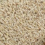 مقداری جو ایرانی کیسه زده