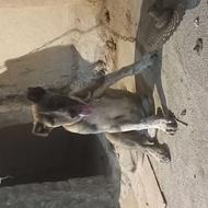 توله سگ سرابی نر