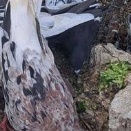 کبوتر رنگی سینه کله ای