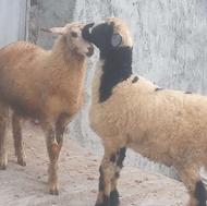گوسفند بره نر و ماده اس