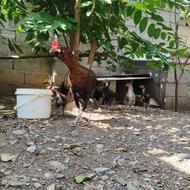 مرغ لاری خسک درحال تخم‌گذاری