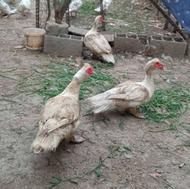 اردک اسراییلی نر