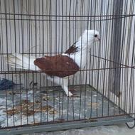 کبوتر پرشی ماده فوری
