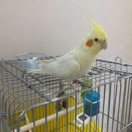 عروس هلندی