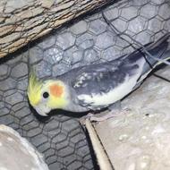 یک جفت عروس هلندی